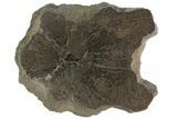Sliced Pliosaur Vertebrae With Pyrite Replacement - Russia #78532-1